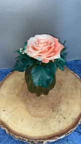 Rosa Preservada Rosa + Maceta