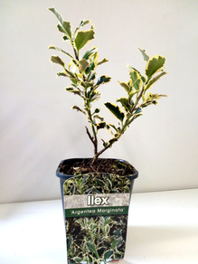 ILEX - ACEBO ARGENTA MARGINATA