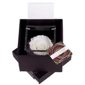 Flowercube Blanco Aromatica 8*8