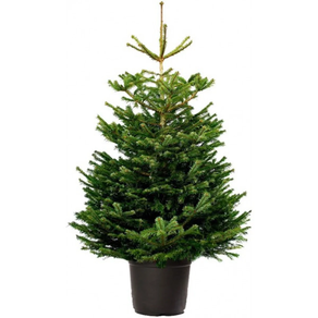 ABETO NAVIDAD NATURAL NORDMANNIANA 200-250 CM