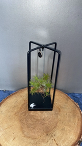 Planta Tilandsia cuadrado Ansu Boutuque 20cm