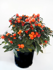 SOLANUM APPLE OF LOVE MAC.17 CMS.