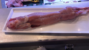 Conejo Vasco 1,3-1,5kg