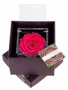 Flowerclube Fucsia Aromatica 8*8