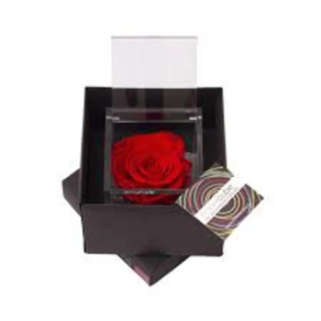 Flowercube Roja Aromatica 8*8