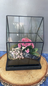 Mini Invernadero con plantas