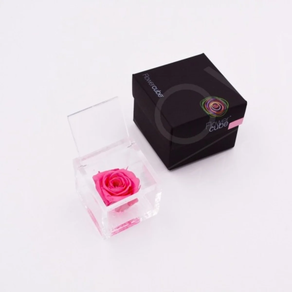 Flowercube Fucsia Aromatica 6*6