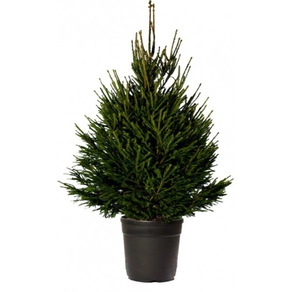 ABETO NAVIDAD NATURAL PICEA EXCELSA 75/100 CMS