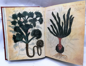 DIOSCORIDES GREGO-LATINO