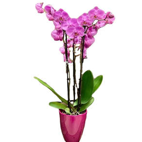 Orquídea tres varas