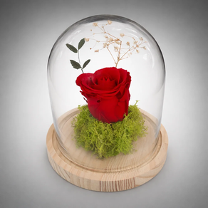 CUPULA DE CRISTAL CON ROSA ROJA ETERNA PRESERVADA
