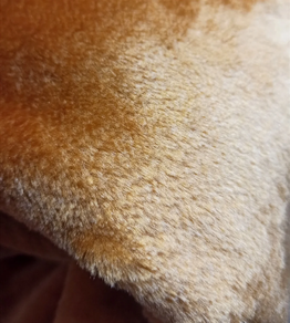 Tela de pelo corto Carnaval-oro viejo (2 m)