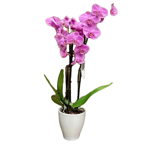 Orquídea dos varas