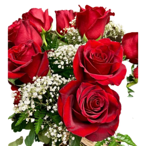 Doce Rosas – tallo largo