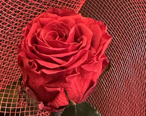 Rosa Preservada o Rosa Eterna