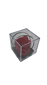 Rosa preservada en metacrilato roja