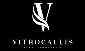 Mix plantas - cultivo de tejidos