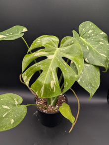 Monstera thai Constellation M
