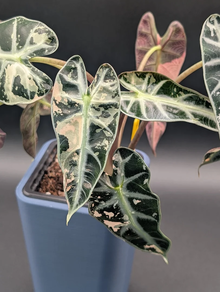 Alocasia bambino pink variegata M