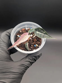 Alocasia bambino pink variegata