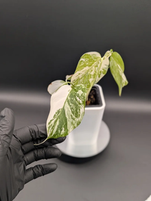 Mostera Deliciosa Albo Variegata