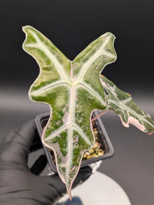 Alocasia nobilis pink variegata 2