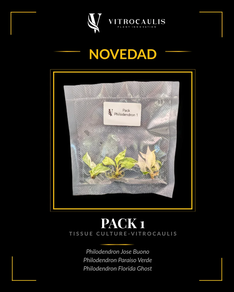 Pack Philodendron TC