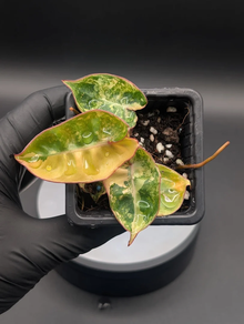 Philodendron billietiae variegado