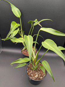 Monstera Burle Max Flame M