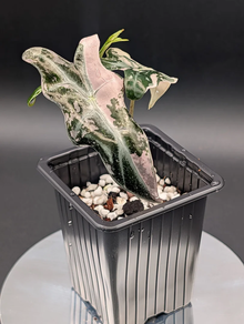 Alocasia nobilis pink variegata