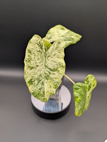 Alocasia Macrorrhiza splash variegata M