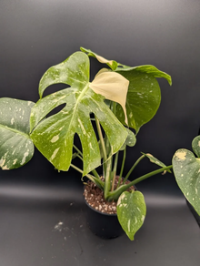 Monstera thai Constellation doble