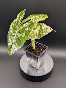 Alocasia Frydec Variegata M
