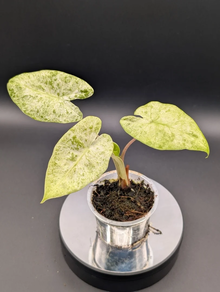 Alocasia Macrorrhiza splash variegata S