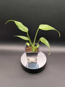 Monstera Burle Max Flame S