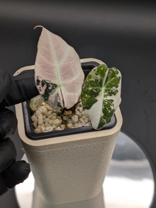 Black Velvet Pinck Variegata