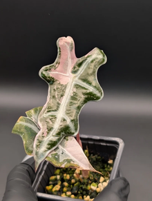 Alocasia nobilis pink variegata 3