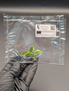 Philodendron florida beauty variegata TC