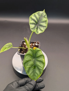 Alocasia Dragon Scale variegata 4